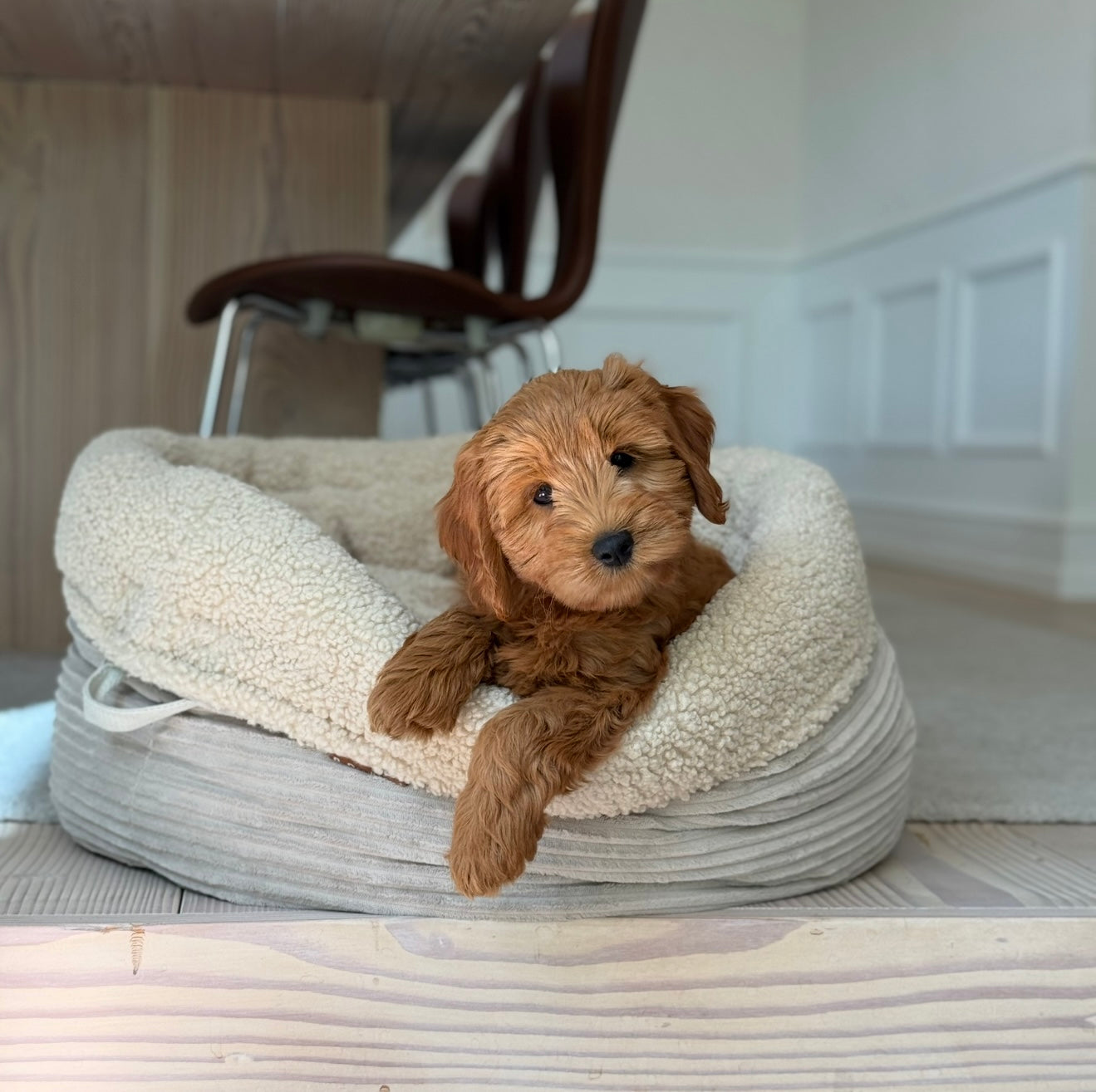 Hanna Hundekurven Sherpa Fleece Bred Fløjl