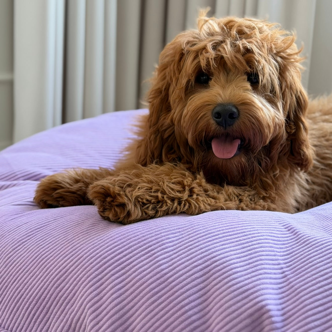 Ingolf Hundekurven Lilla