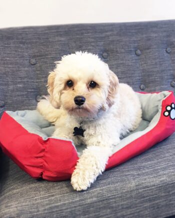 Hundekurv Kattekurv Flere Farver Brun